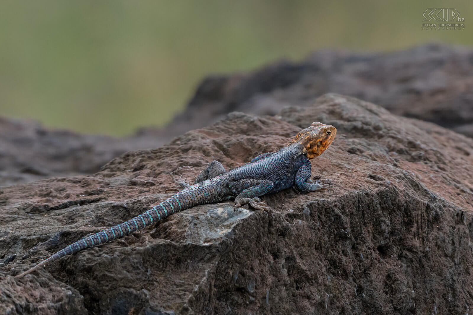 Nakuru NP - Kenya rock agama The Kenya rock agama (Agama agama) is one of the most colorful agamas and they mainly live in rocky environments. Stefan Cruysberghs